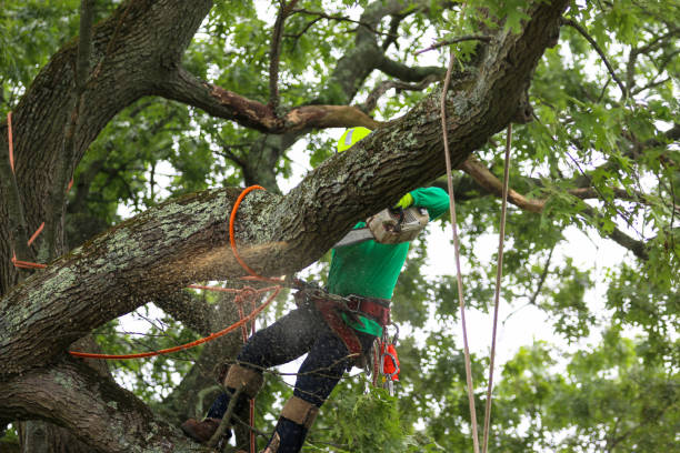 Best Hedge Trimming  in South Roxana, IL