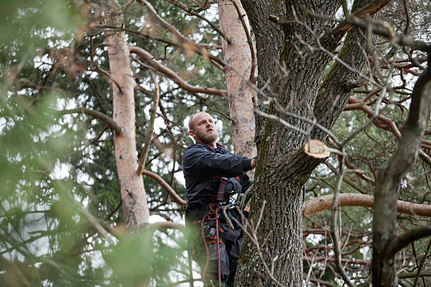 South Roxana, IL Tree Services Company